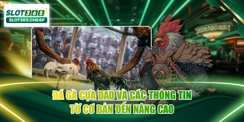 Đá Gà Cựa Dao Và Các Thông Tin Từ Cơ Bản Đến Nâng Cao