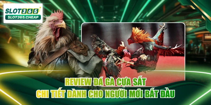 Review Đá Gà Cựa Sắt Chi Tiết Dành Cho Người Mới Bắt Đầu